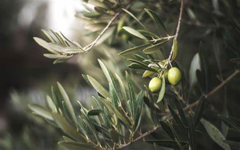 İstiharede Zeytin Görmek